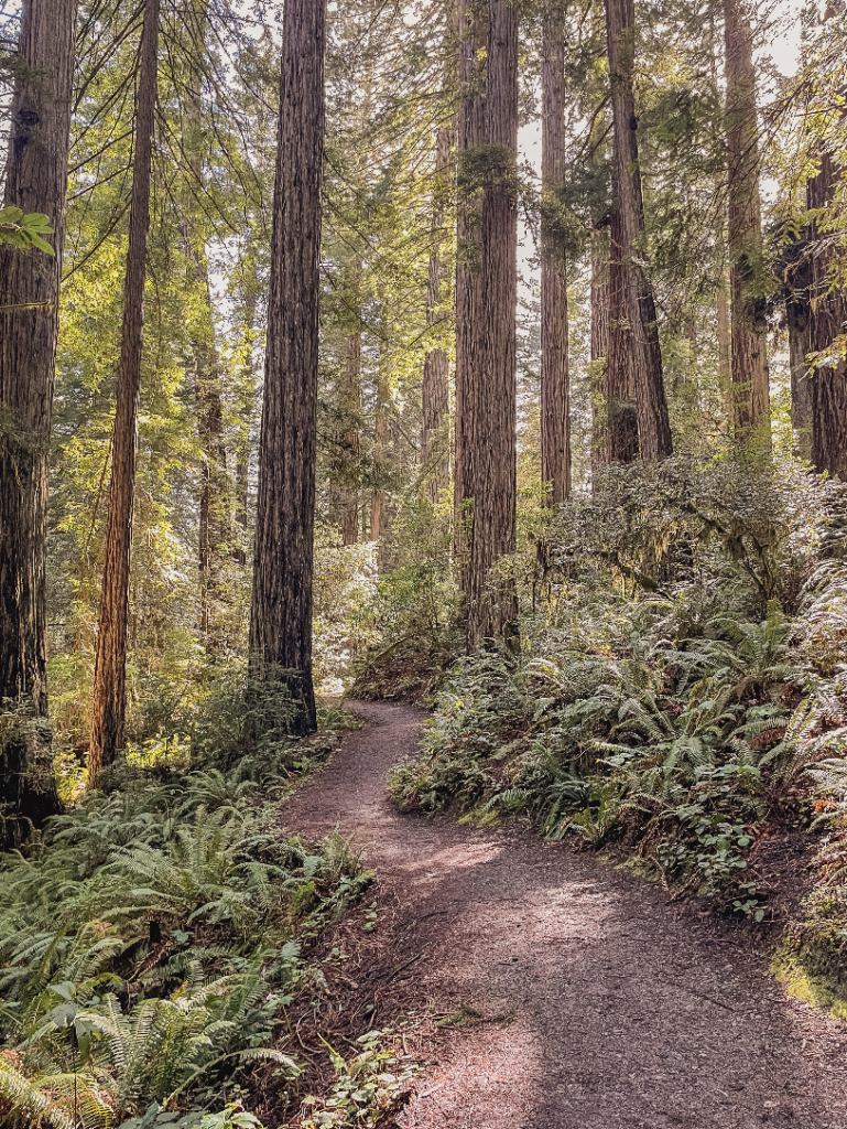 Photo of a trail in Redwoods National Park though the trees Vistas: American West